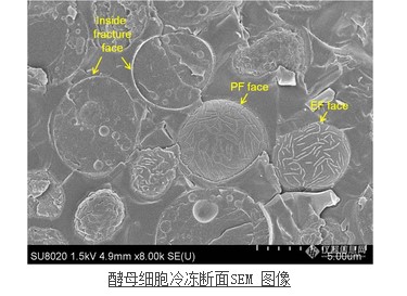 酵母細(xì)胞冷凍斷面SEM 圖像